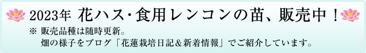 花ハス・食用レンコンの苗、販売中！
