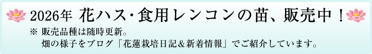 花ハス・食用レンコンの苗、販売開始！