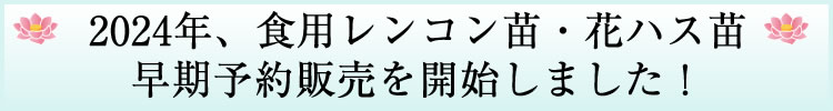 花ハス・食用レンコンの苗、販売中！