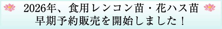 花ハス・食用レンコンの苗、販売開始！