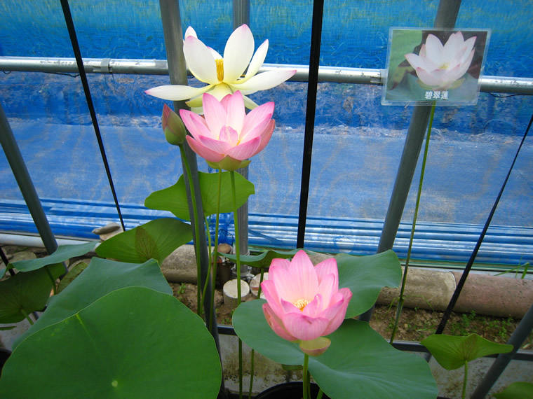 よくある質問 花ハスの専門店 フラワー華蓮 かれん