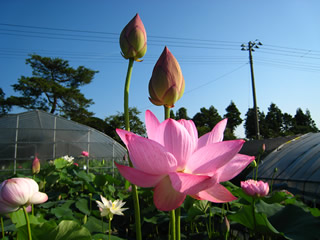 花ハス　栽培風景