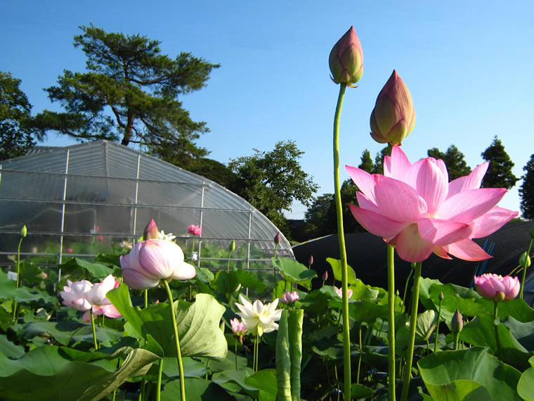 花ハスの栽培方法 花ハスの専門店 フラワー華蓮 かれん