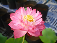 花ハス：八重茶碗蓮（やえちゃわんばす）