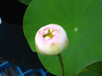 花ハス：葵花向陽（ひまわり）
