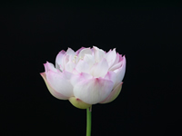花ハス：若狭又五郎蓮（わかさまたごろうはす）
