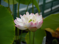 花ハス：若狭又五郎蓮（わかさまたごろうはす）