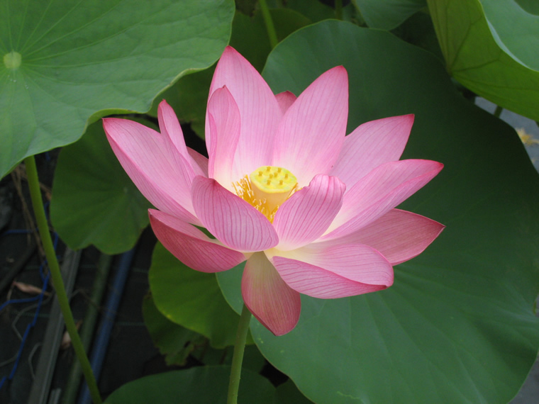 大賀蓮 実生 種蓮根苗 5 500円 鉢植苗 7 150円 花ハスの専門店 フラワー華蓮 かれん