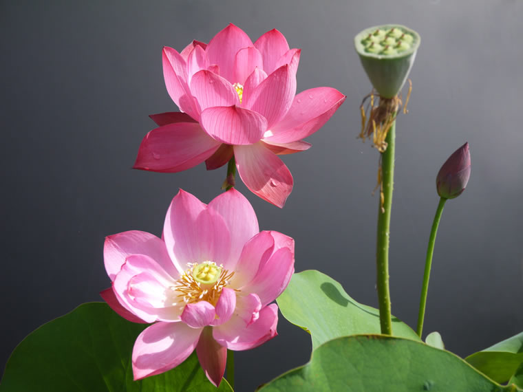 大賀蓮 実生 種蓮根苗 5 500円 鉢植苗 7 150円 花ハスの専門店 フラワー華蓮 かれん