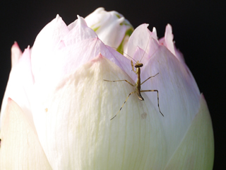 カマキリのいる畑