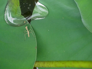 カマキリのいる畑