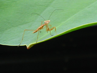 カマキリのいる畑