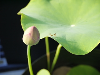 カマキリのいる畑