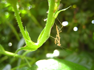 カマキリのいる畑