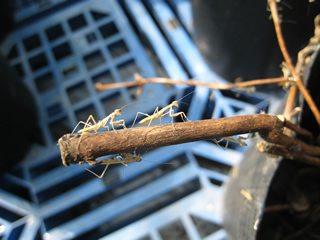 カマキリのいる畑