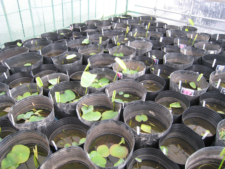 花ハスの栽培方法 花ハスの専門店 フラワー華蓮 かれん