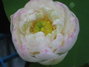 葵花向陽