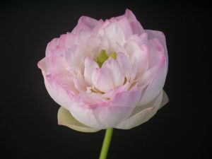 粉仙子