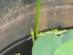 IMG_0125