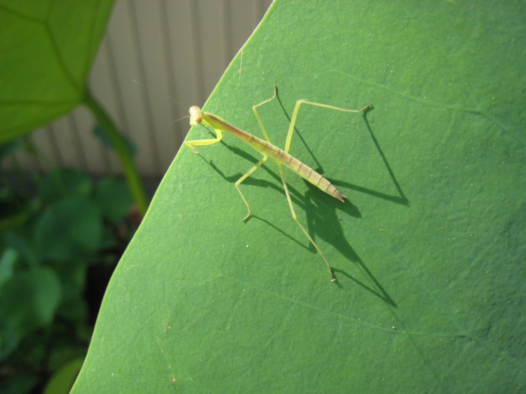 カマキリの生態 花ハスの専門店 フラワー華蓮 かれん