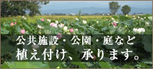 公共施設・公園・庭など、花ハスの植え付け承ります