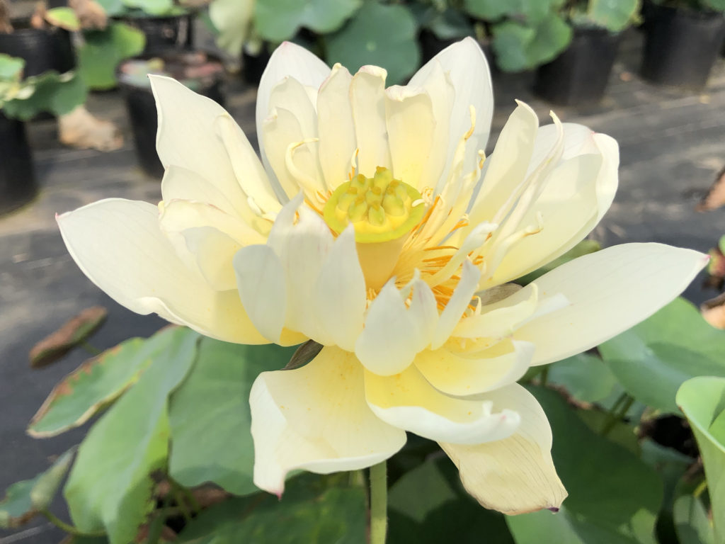 希望 種蓮根苗 2 0円 鉢植苗 3 850円 花ハスの専門店 フラワー華蓮 かれん