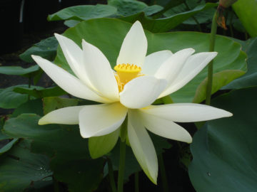 伊賀黄蓮