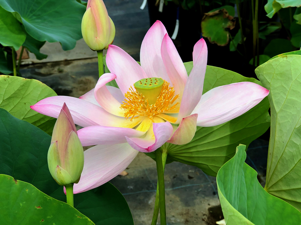 高田城蓮 種蓮根苗 4,400円 / 鉢植苗 5,500円 花ハスの専門店「フラワー華蓮（かれん）」