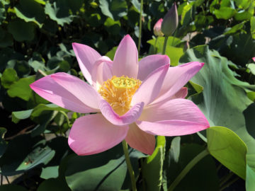 花ハス品種一覧 花ハスの専門店 フラワー華蓮 かれん