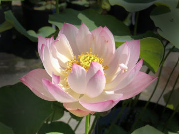 花ハスの専門店 フラワー華蓮 かれん 花ハスの専門店 フラワー華蓮 かれん 初めてでも簡単 ポリポット栽培の花蓮を販売 卸販売もいたします ご相談ください